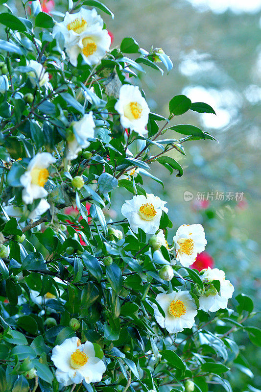 山茶花/日本山茶花花:红色，粉红色和白色